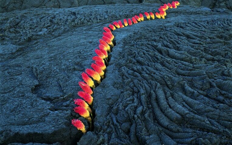 1_nils-udountitledvulcaniclandscapelaternesflowerslareunion1998-763×563