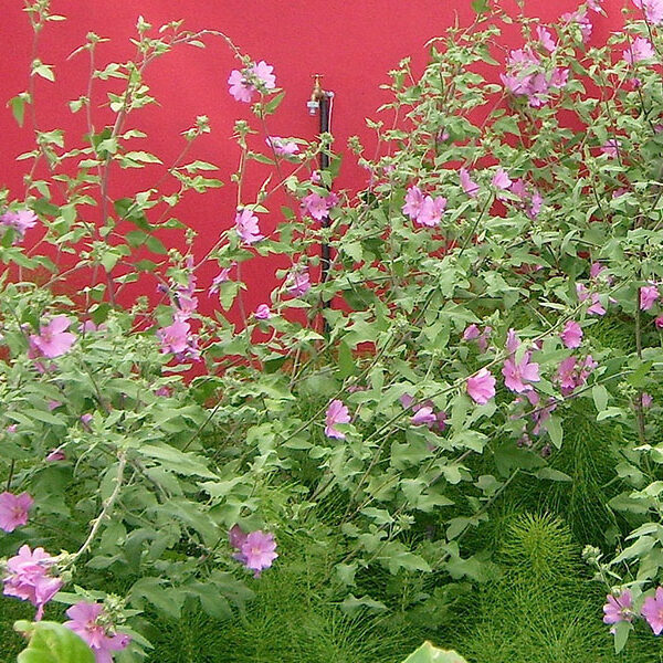 Réalisation d'un parc paysager d'un mas sarrians