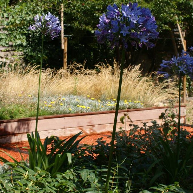 Aménagement d'un jardin de ville contemporain au Prado à Marseille