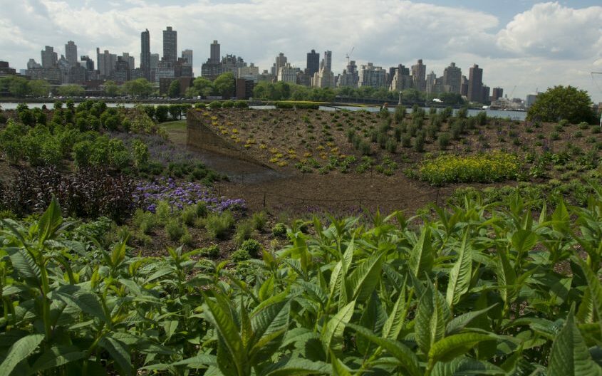 megwebster_2-845×563