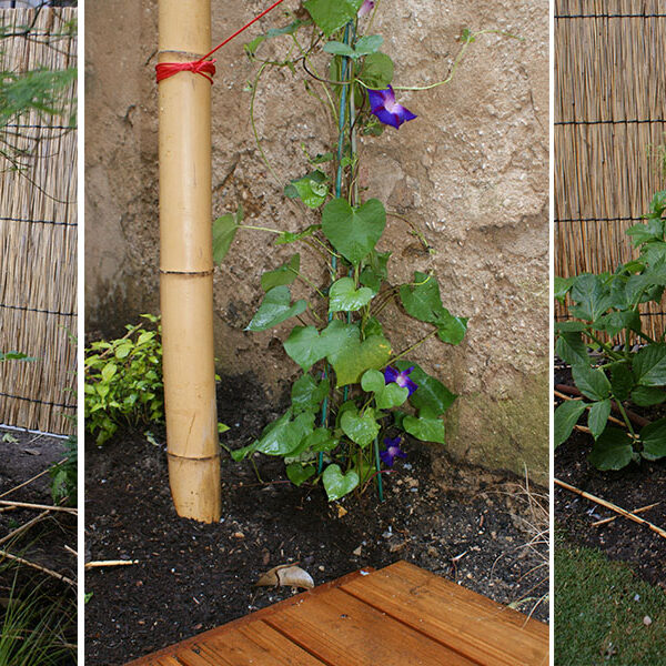 Création d'un jardin de ville style japonnais