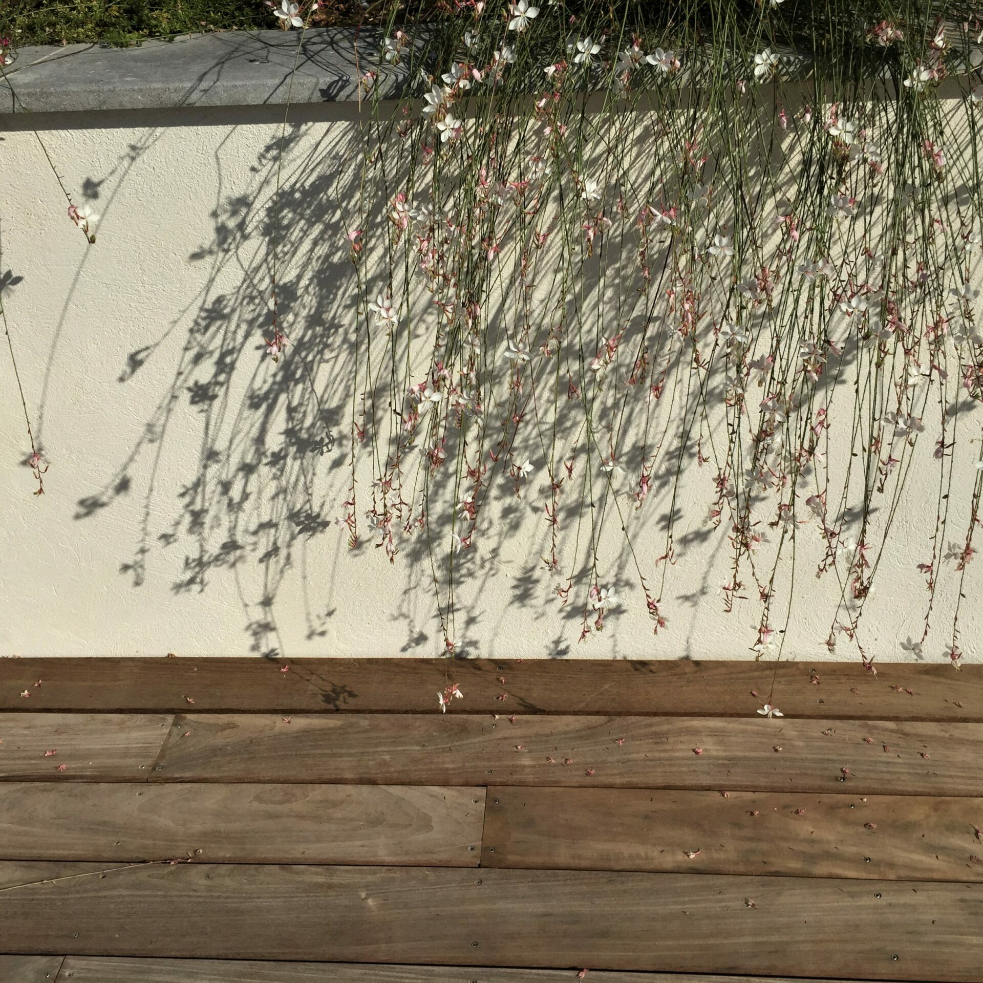 Le jardin sur la mer de la maison blanche - Côte Bleue