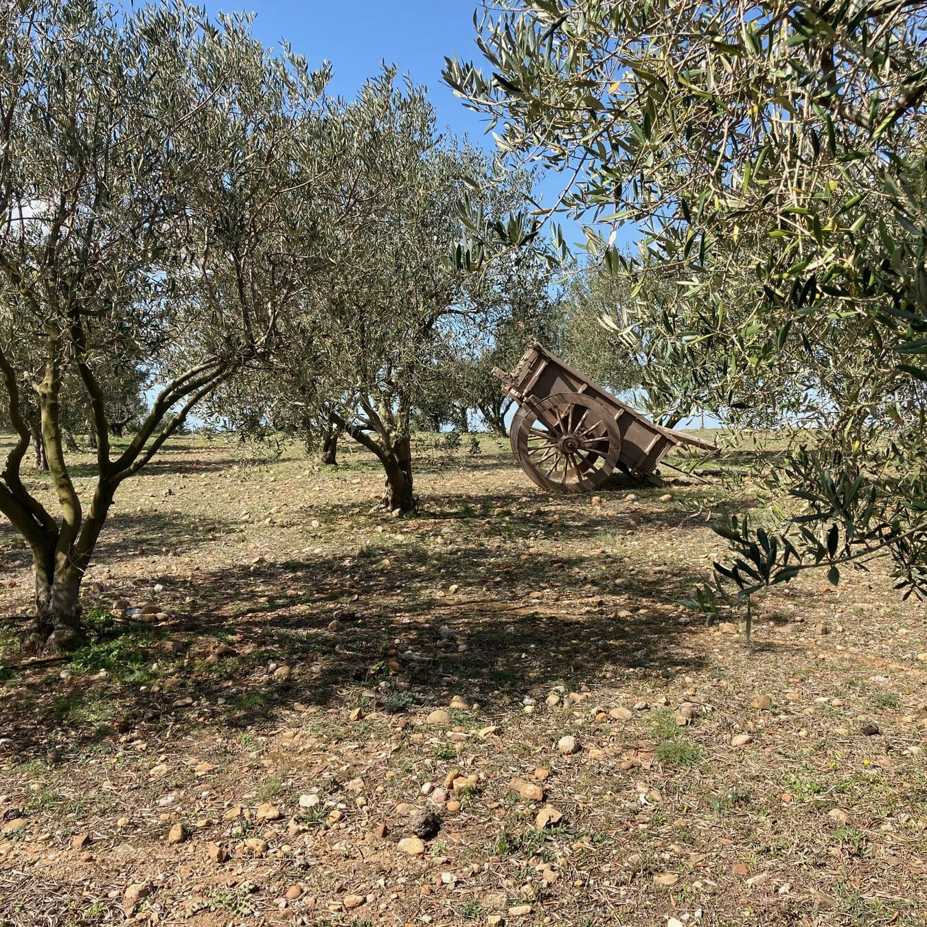 Aménagement d'un parc paysager Vaucluse