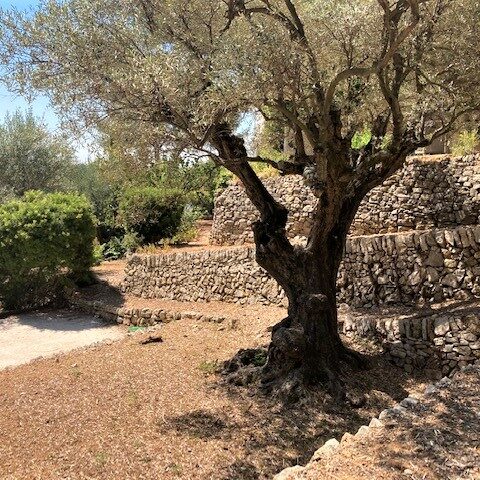 Aménagement paysager - Jardin Toscan d'une propriété - Var