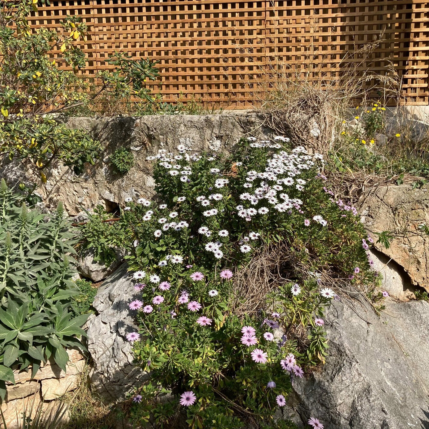 Piscine d’une maison provençale, Allauch, Provence, Bao Garden