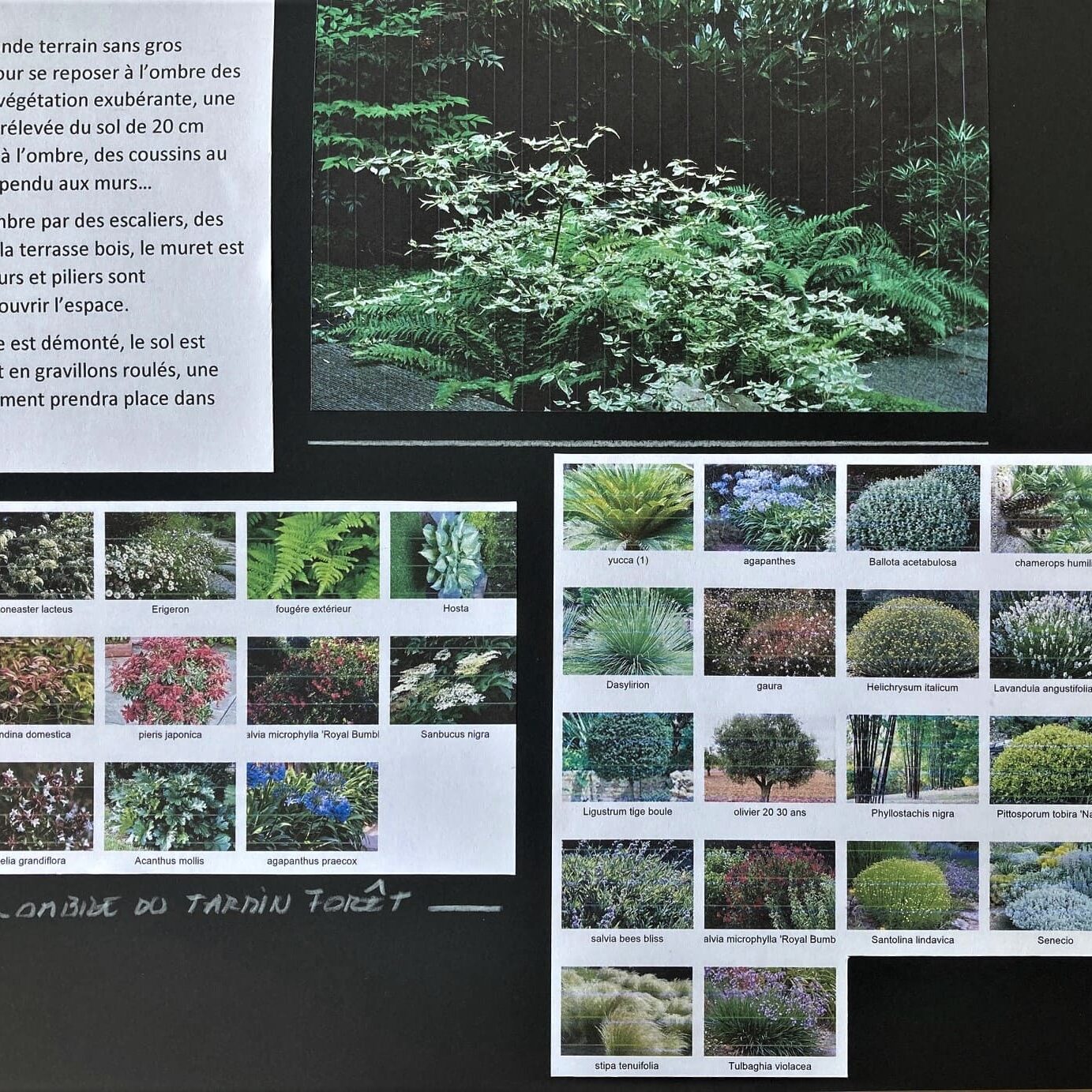 Projet paysager jardin de ville à Marseille dans le 8ème