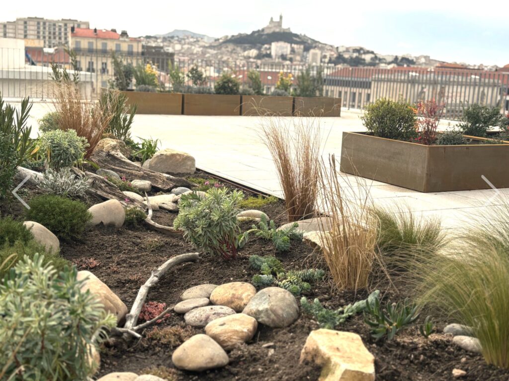 Jardin sec de garrigue sur la terrasse de l’ADEME à Marseille, face à Notre-Dame de la Garde